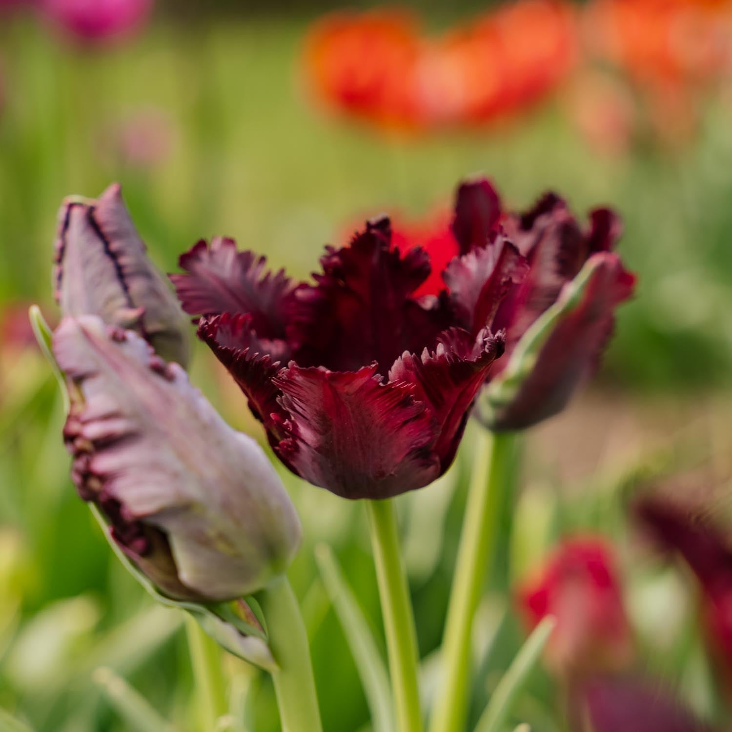 Tulppaani 'Black Parrot'