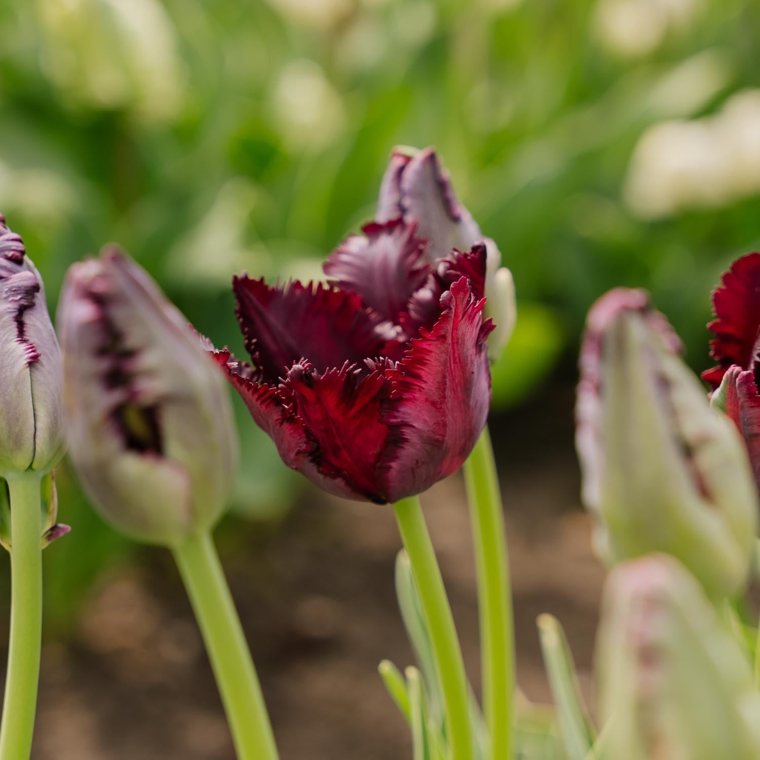 Tulppaani 'Black Parrot'