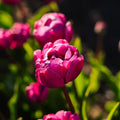 Tulppaani 'Blue Diamond'