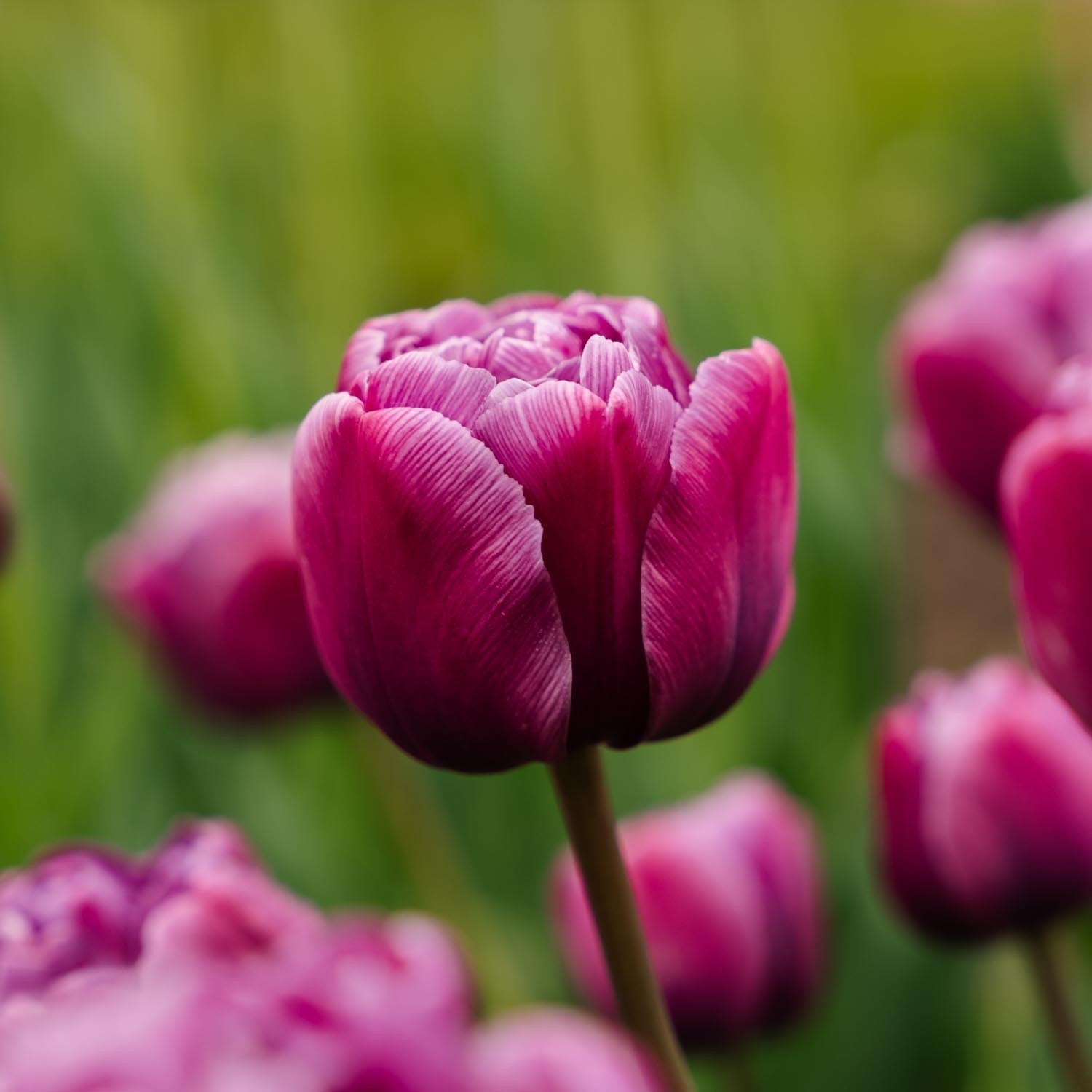 Tulppaani 'Blue Diamond'