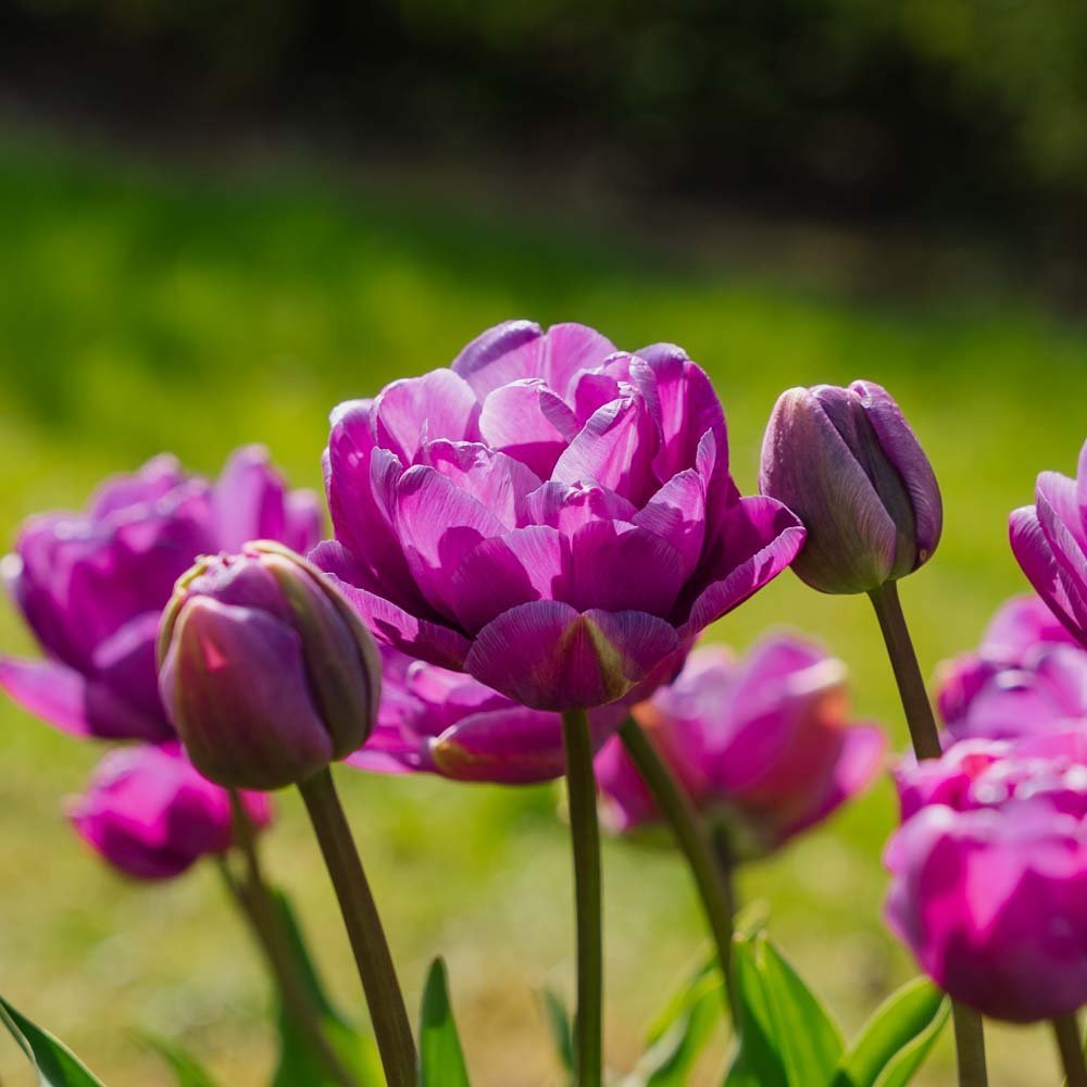 Tulppaani 'Blue Diamond'