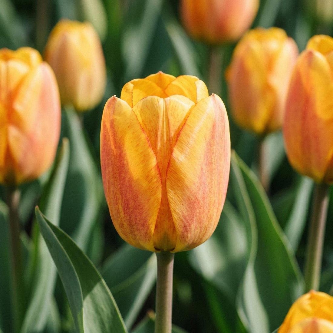 Tulppaani 'Blushing Apeldoorn'