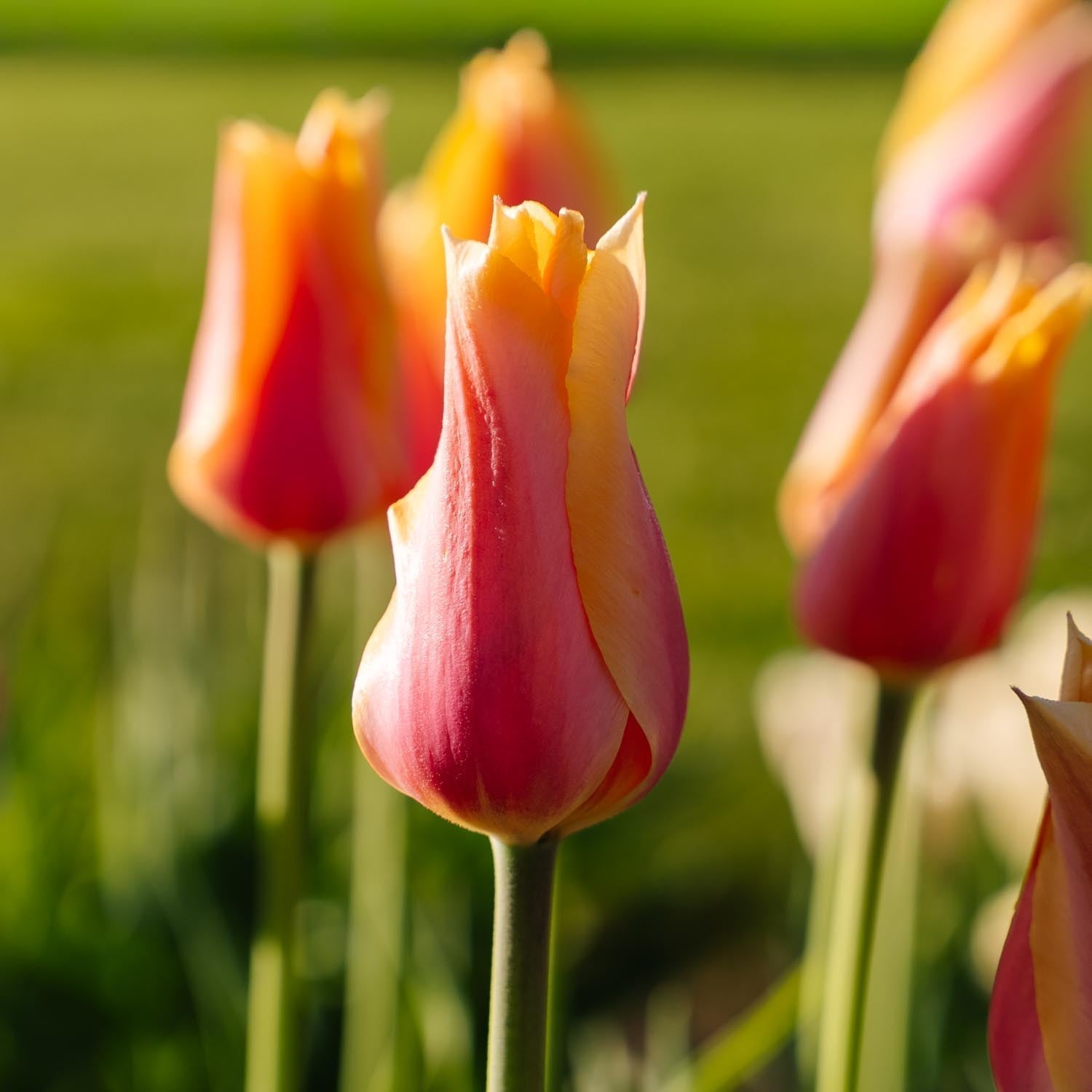 Tulppaani 'Blushing Lady'