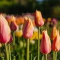 Tulppaani 'Blushing Lady'
