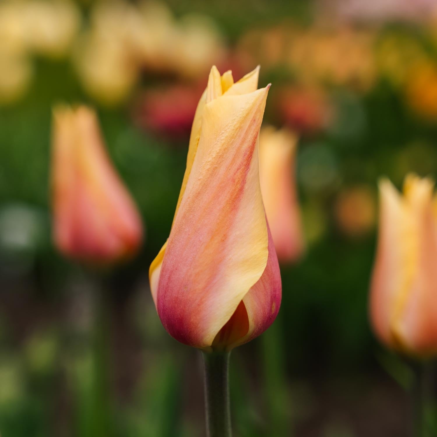 Tulppaani 'Blushing Lady'