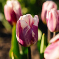 Tulppaani 'Bojangles'