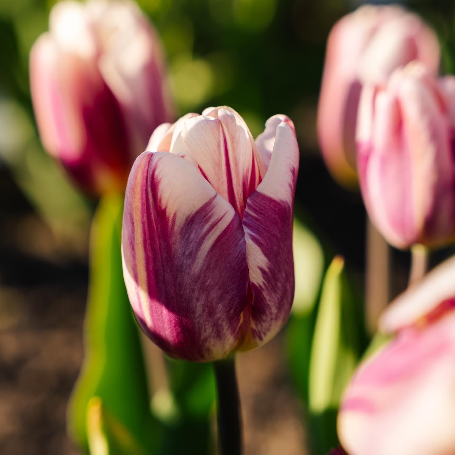 Tulppaani 'Bojangles'