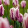 Tulppaani 'Bojangles'
