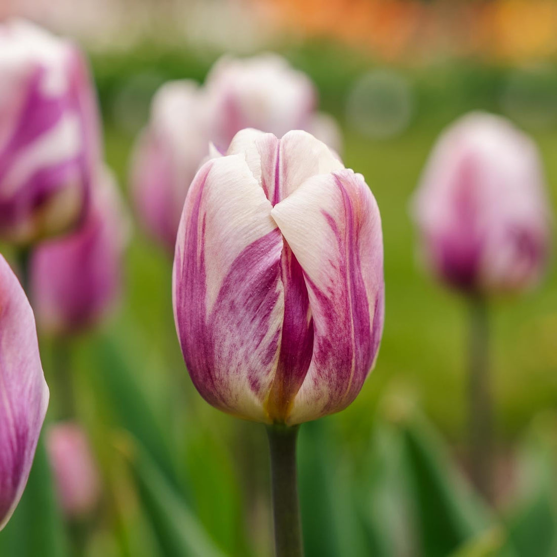 Tulppaani 'Bojangles'
