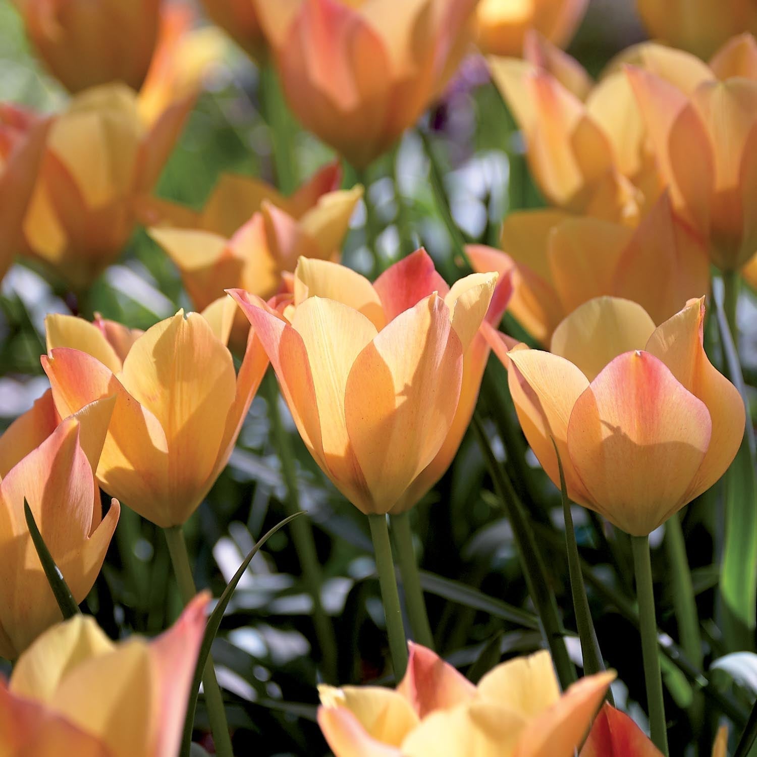 Tulppaani 'Bright Gem'