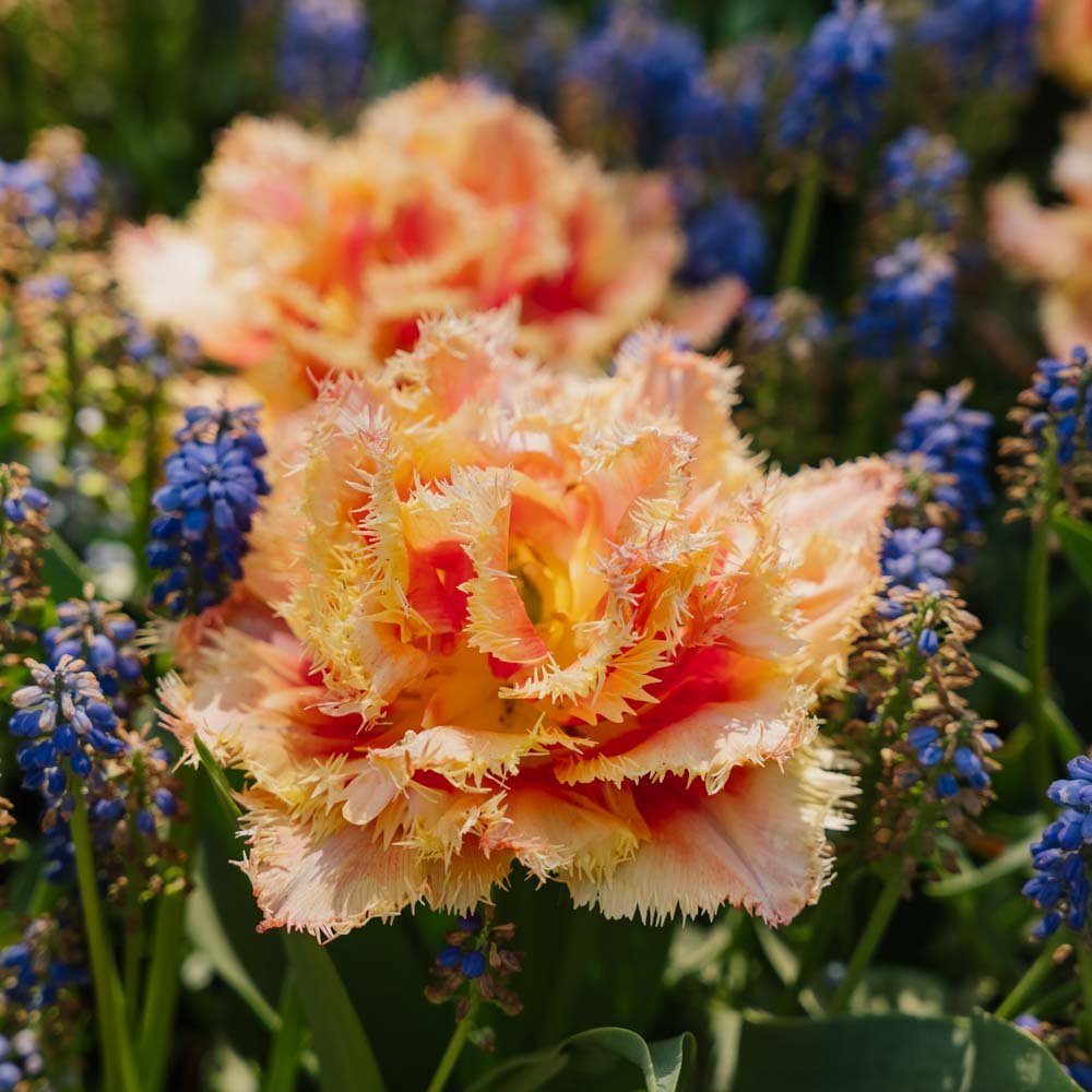 Tulppaani 'Brisbane'