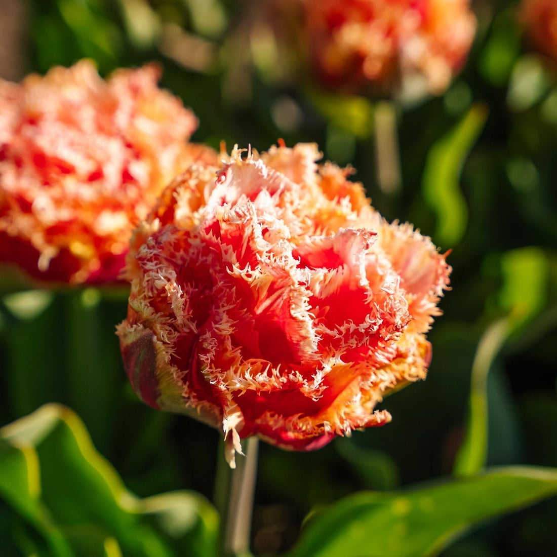 Tulppaani 'Brisbane'
