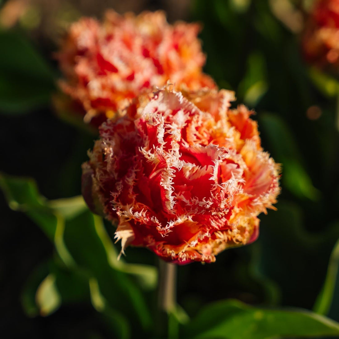 Tulppaani 'Brisbane'