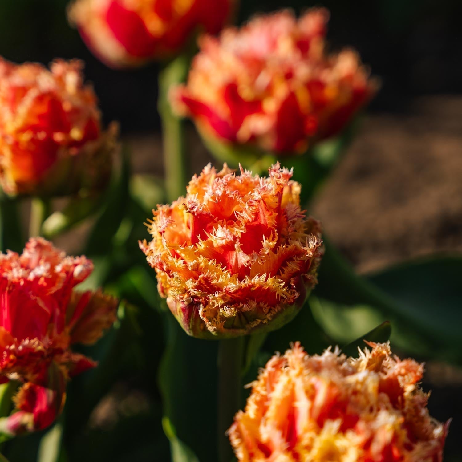 Tulppaani 'Brisbane'