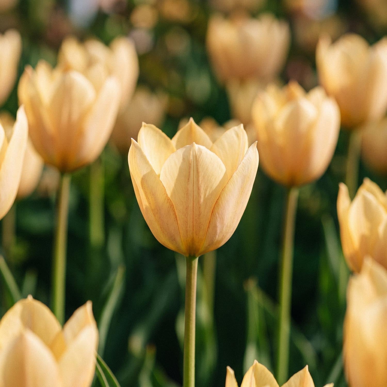Tulppaani 'Bronze Charm'