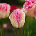 Tulppaani 'Cabanna'