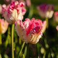 Tulppaani 'Cabanna'