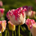 Tulppaani 'Cabanna'