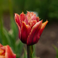 Tulppaani 'Callahan'