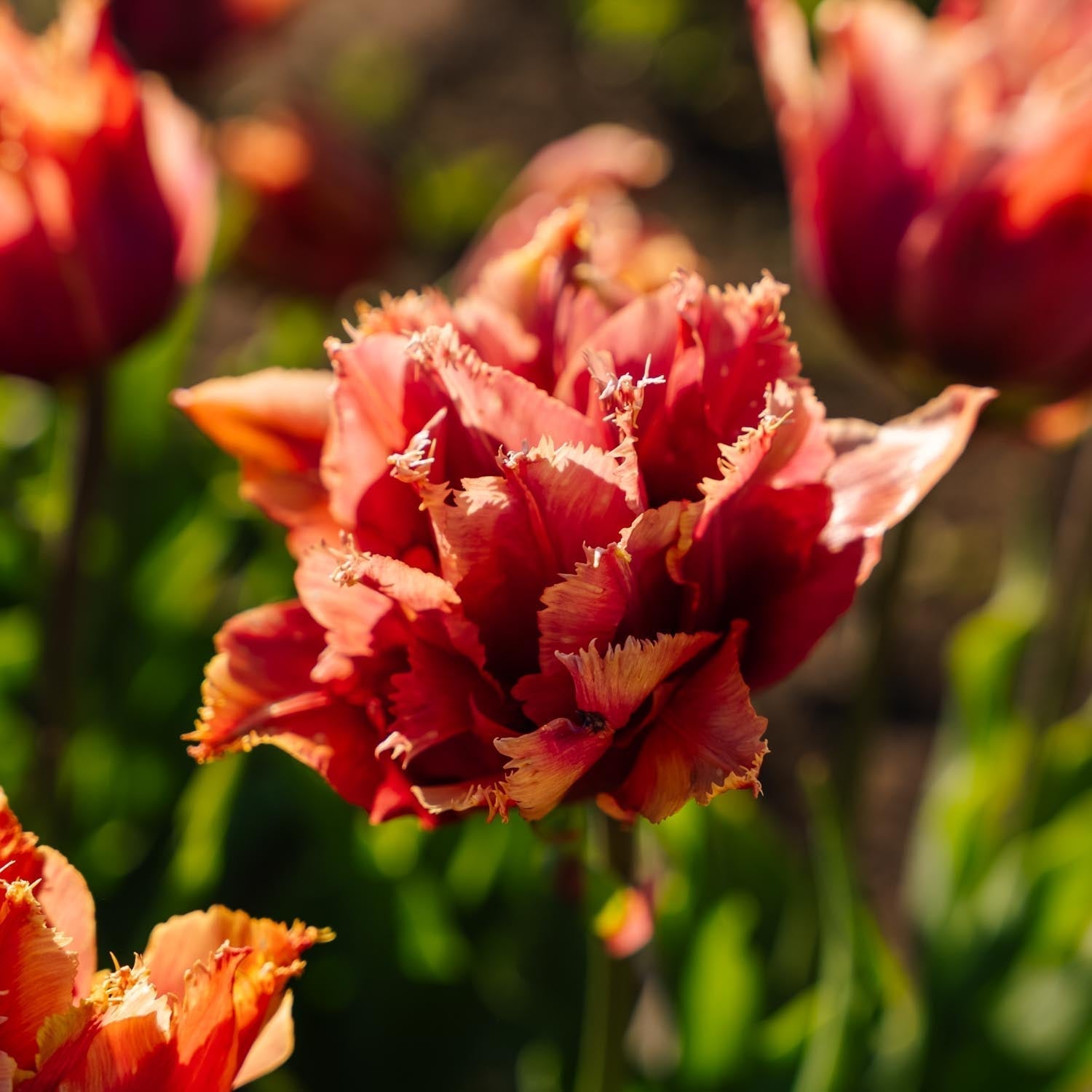 Tulppaani 'Callahan'