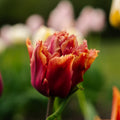 Tulppaani 'Callahan'