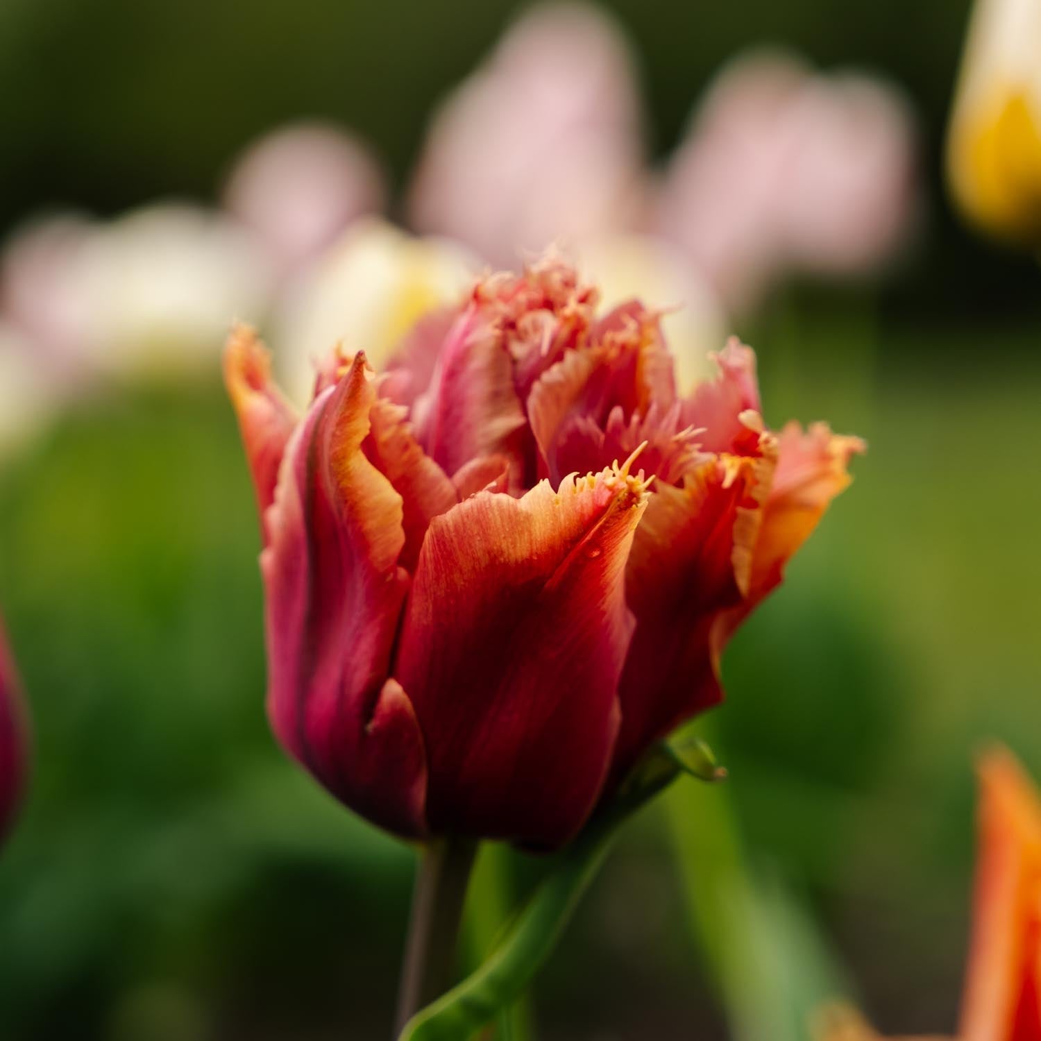Tulppaani 'Callahan'