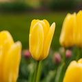 Tulppaani 'Candela'