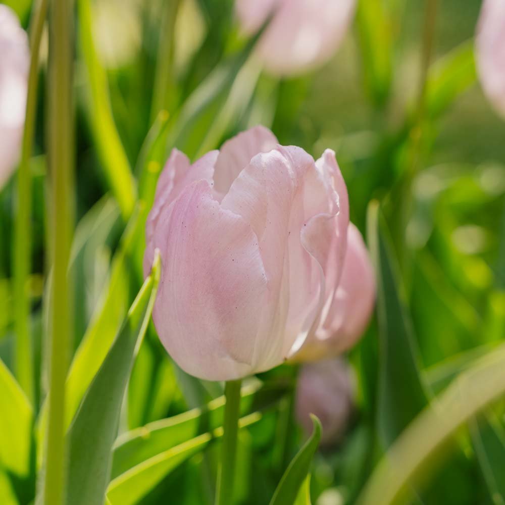 Tulppaani 'Candy Prince'