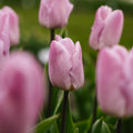 Tulppaani 'Candy Prince'