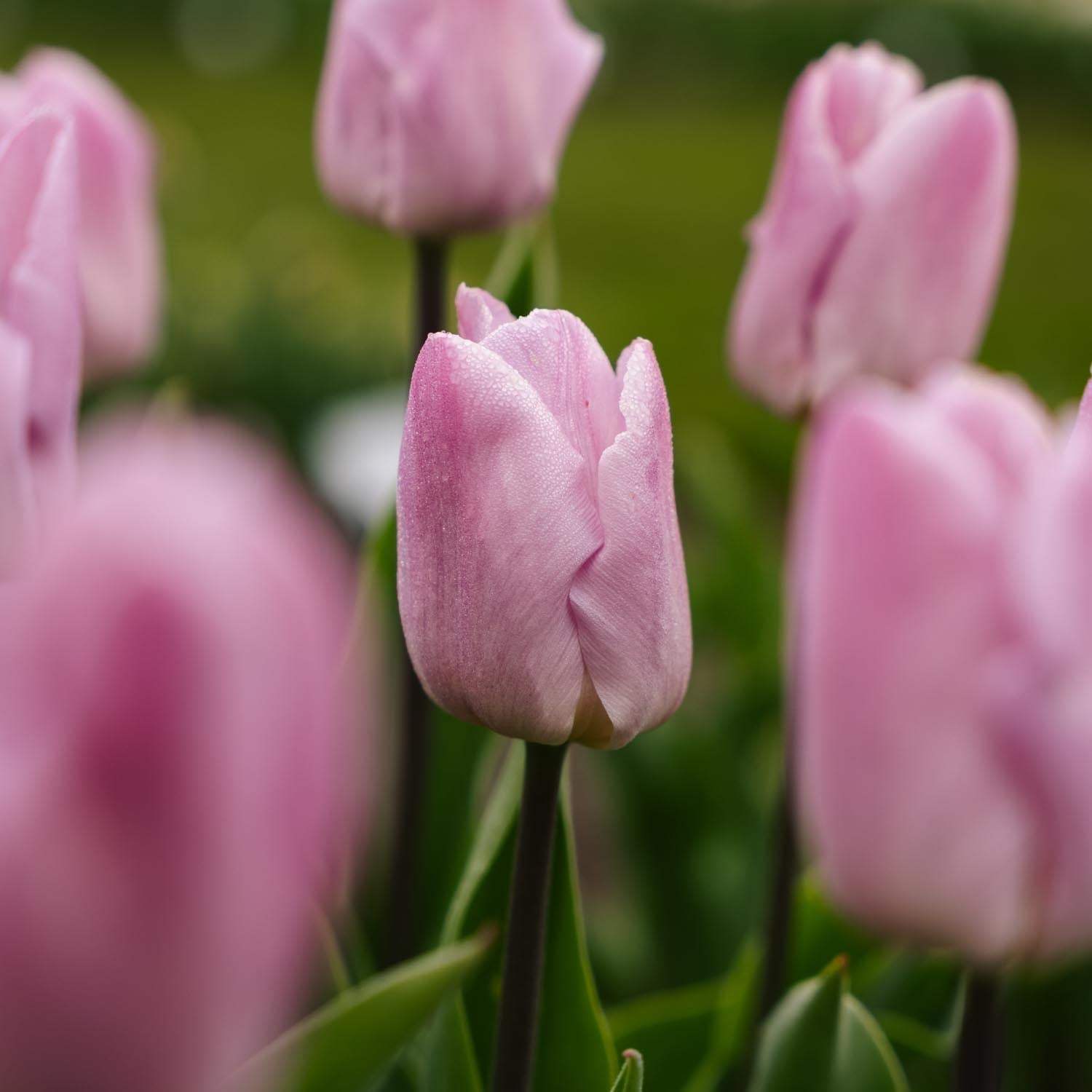 Tulppaani 'Candy Prince'