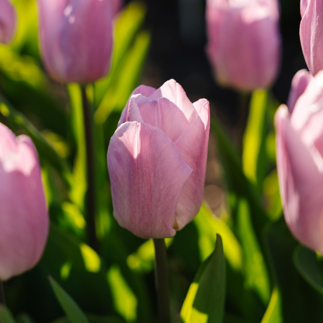 Tulppaani 'Candy Prince'