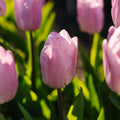 Tulppaani 'Candy Prince'