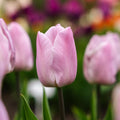Tulppaani 'Candy Prince'
