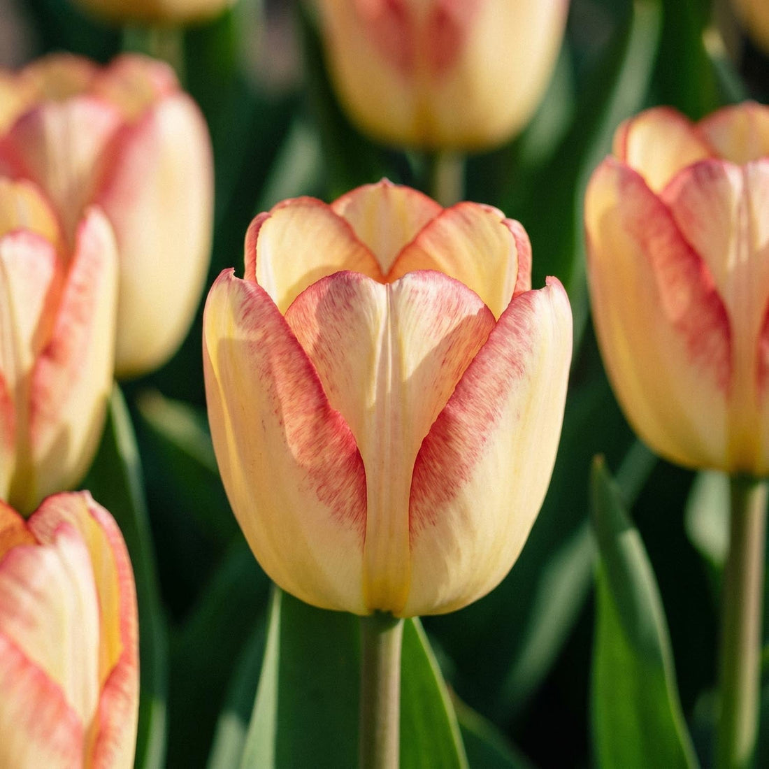 Tulppaani 'Cape Town'