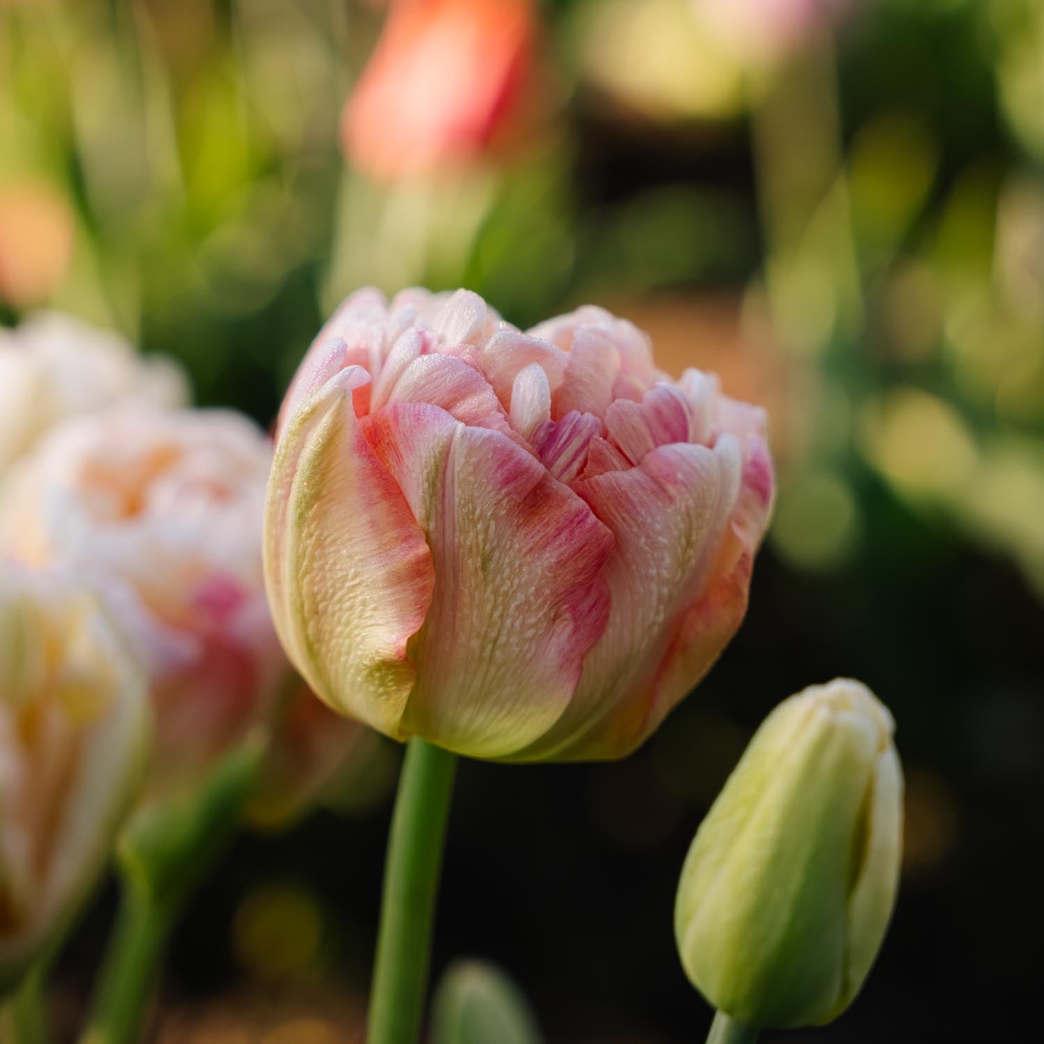 Tulppaani 'Charming Lady'