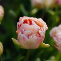 Tulppaani 'Charming Lady'