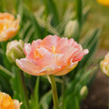Tulppaani 'Charming Lady'
