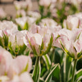 Tulppaani 'China Town'
