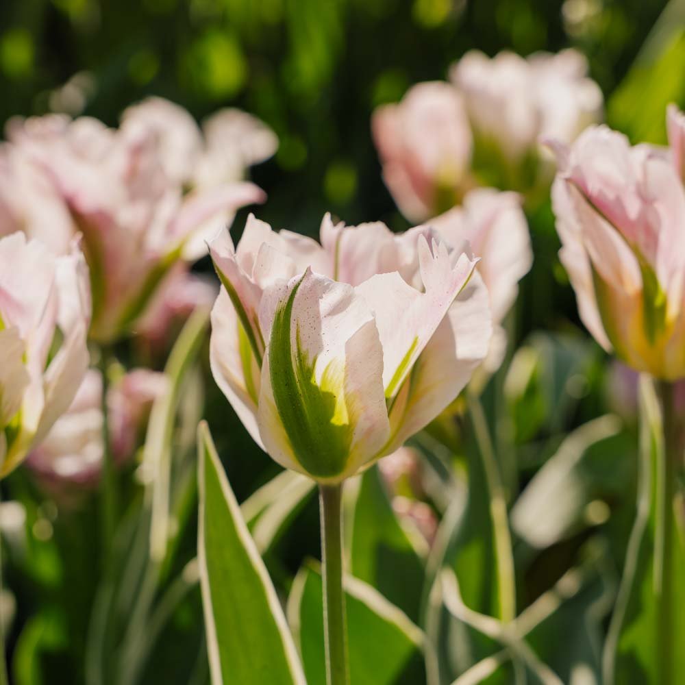 Tulppaani 'China Town'