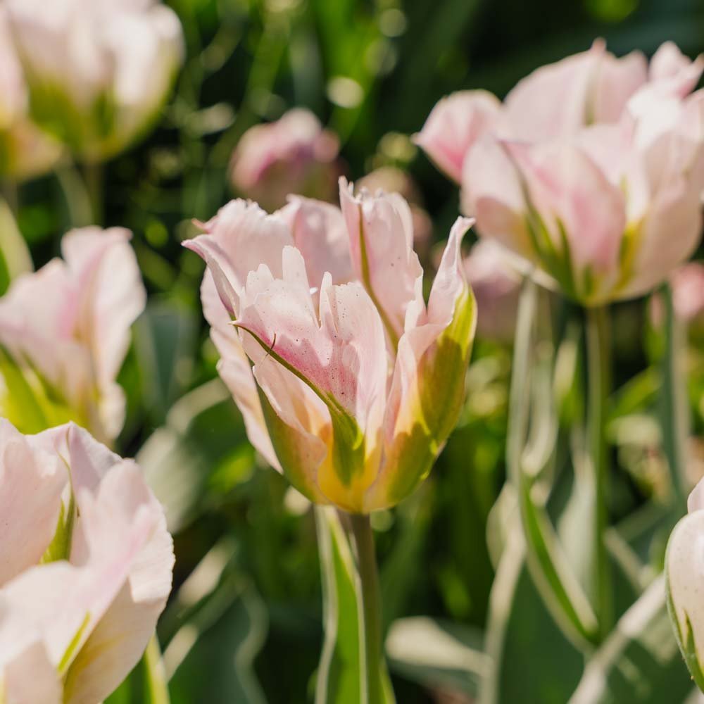 Tulppaani 'China Town'