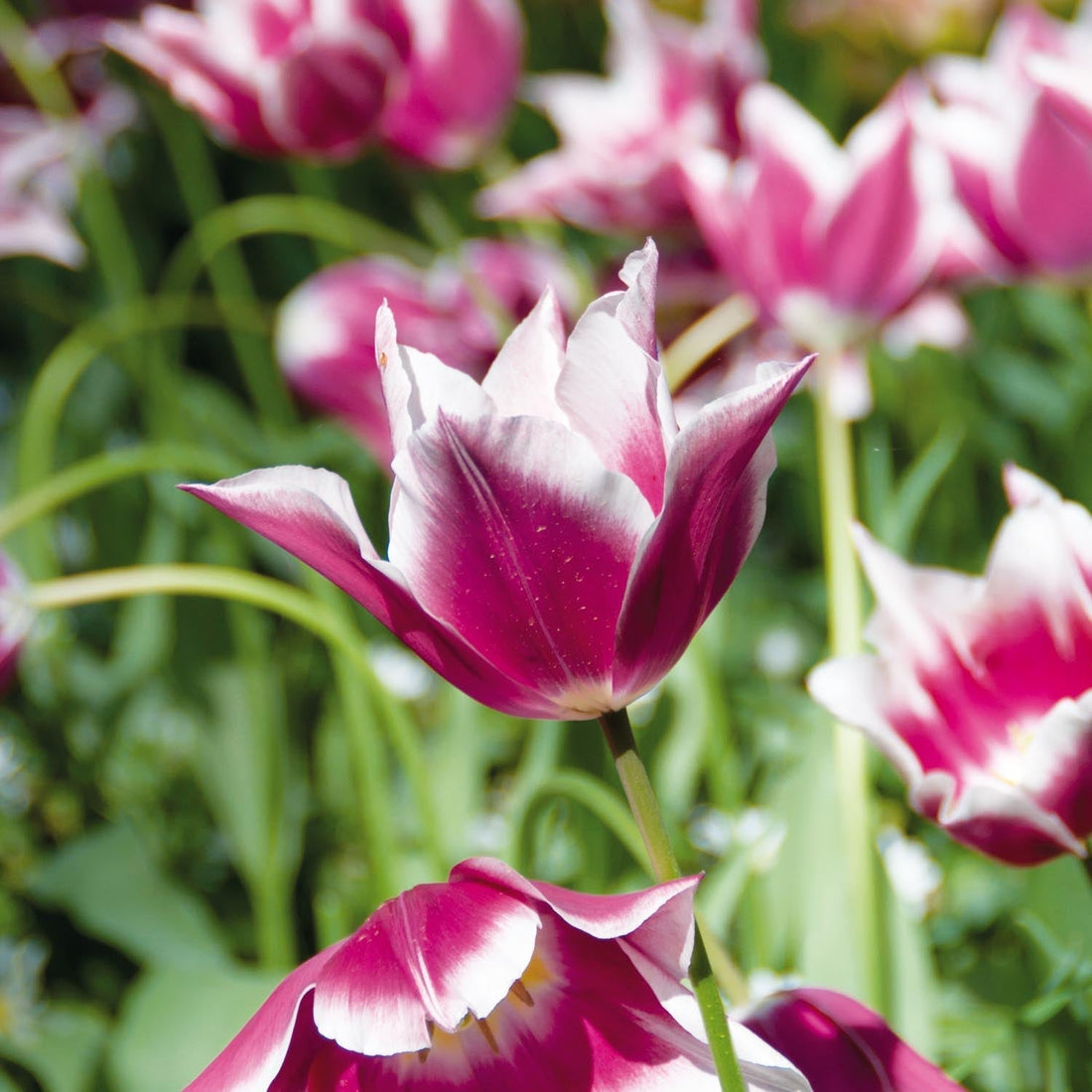 Tulppaani 'Claudia'
