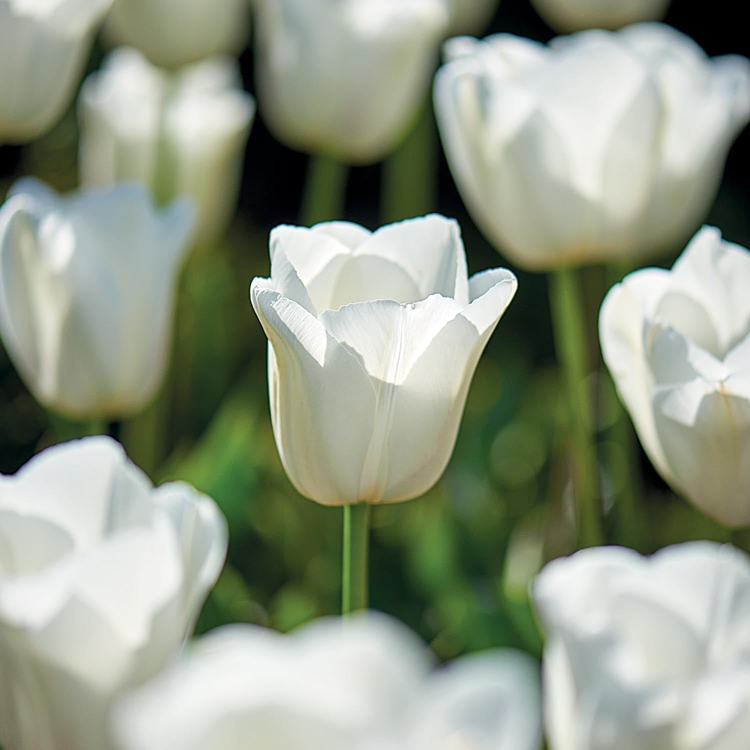 Tulppaani 'Clearwater'
