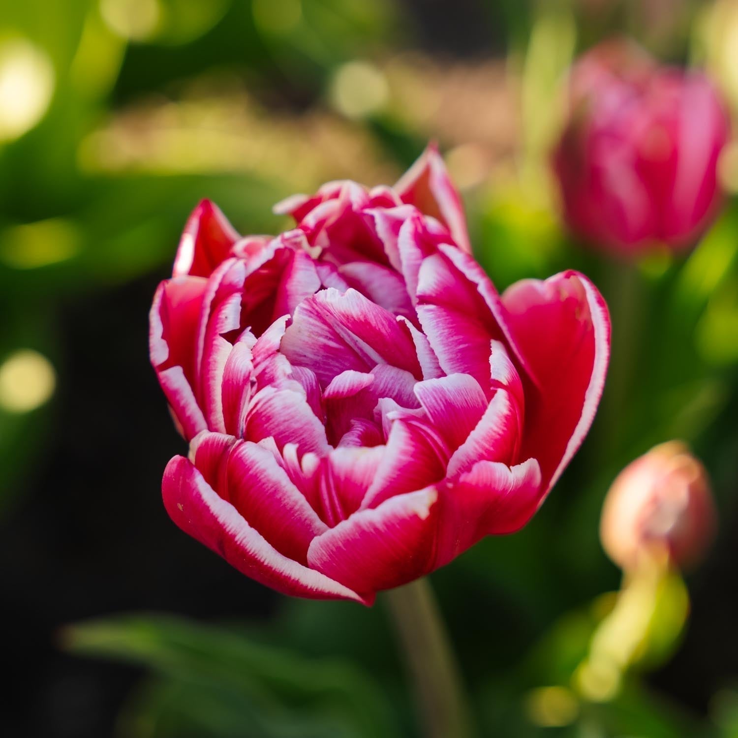 Tulppaani 'Columbus'