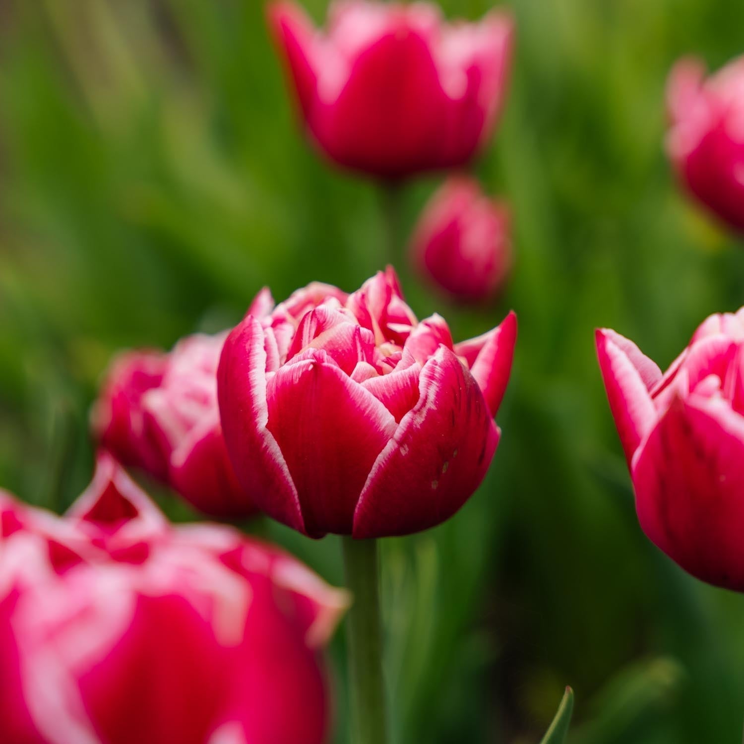 Tulppaani 'Columbus'