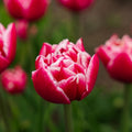 Tulppaani 'Columbus'