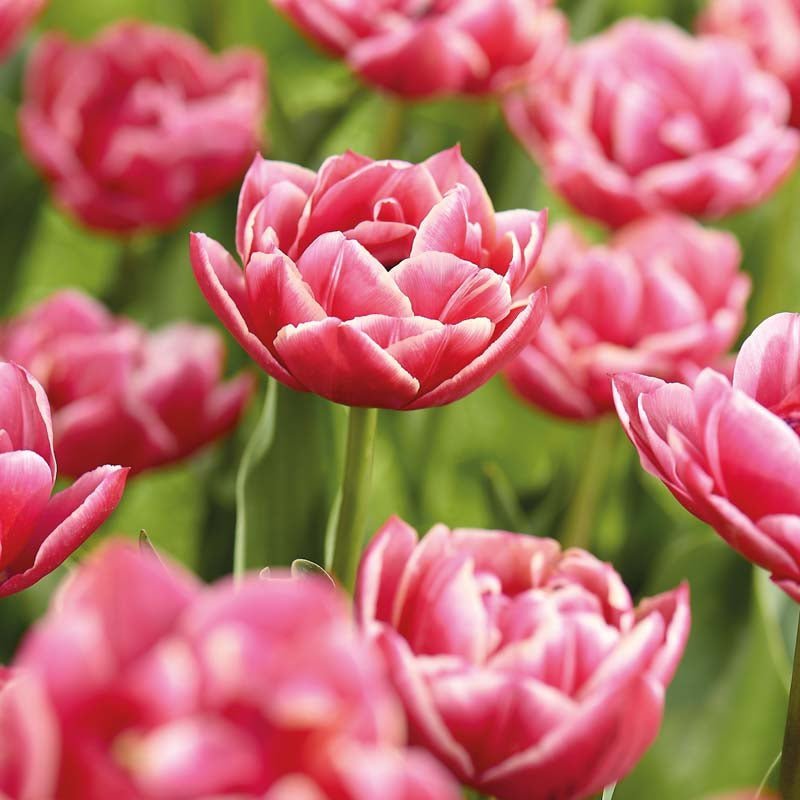 Tulppaani 'Columbus'