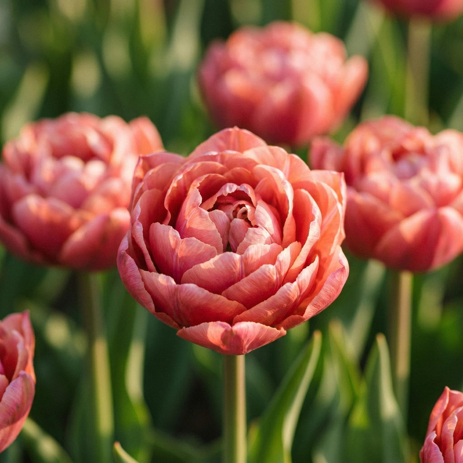 Tulppaani 'Copper Image'
