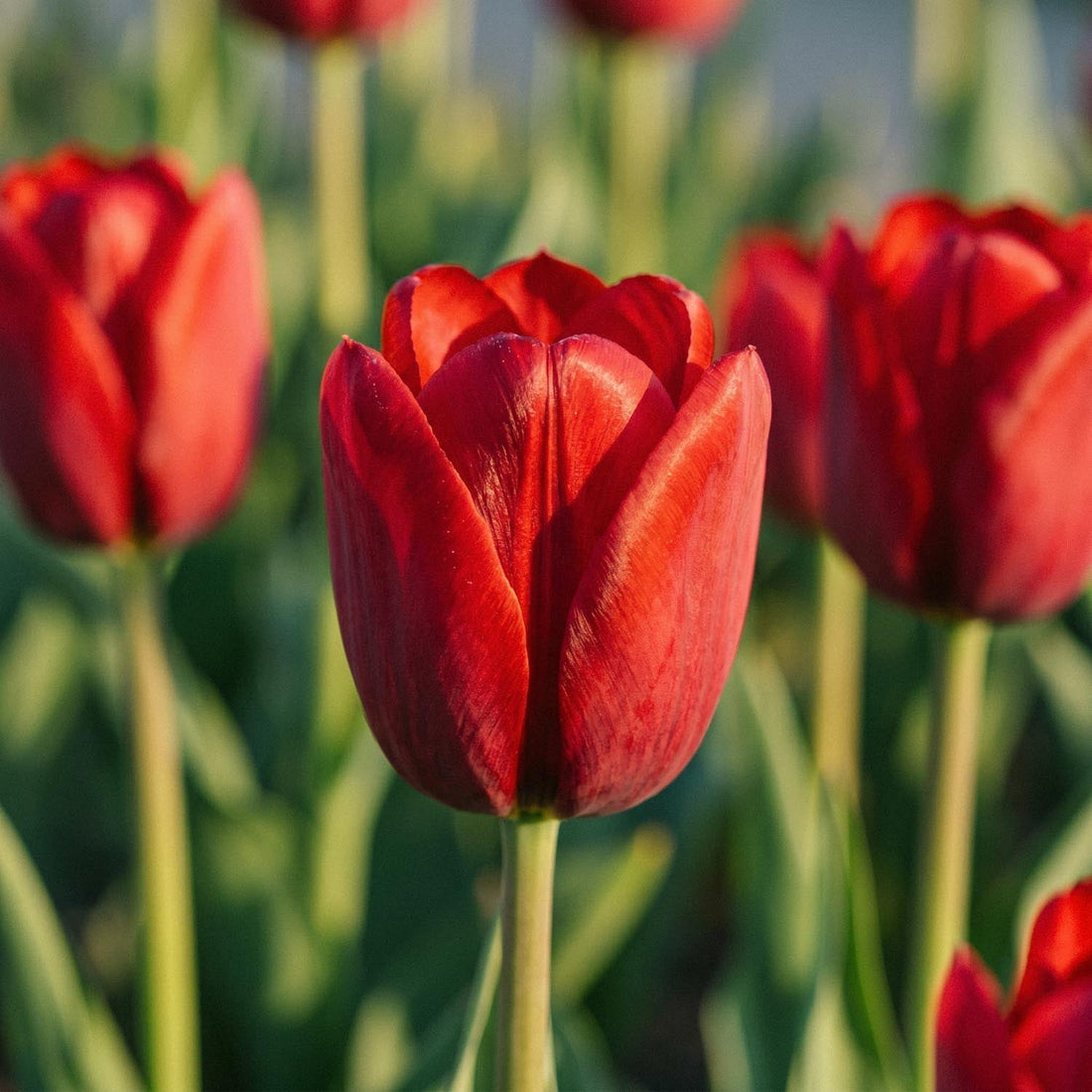 Tulppaani 'Couleur Cardinal'