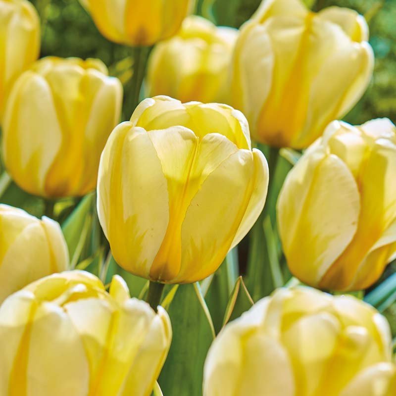 Tulppaani 'Cream Cocktail'