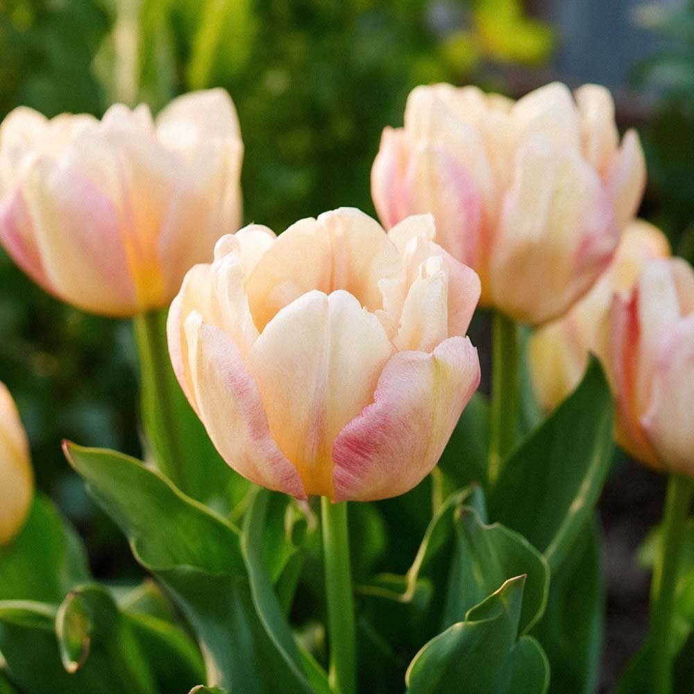 Tulppaani 'Creme Upstar'